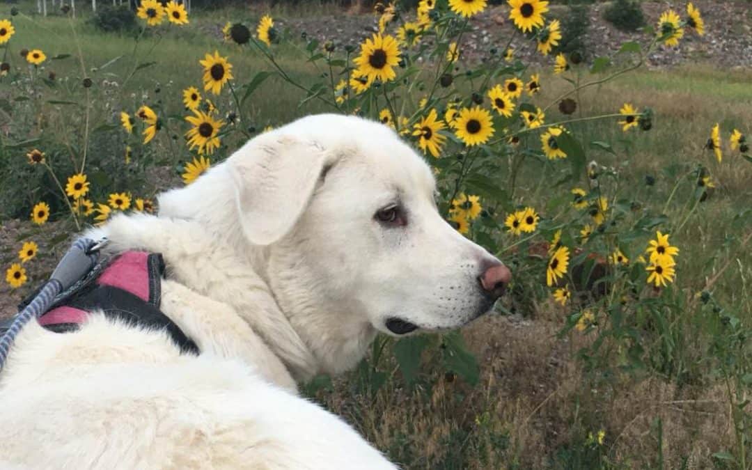 Evie, our star on guard