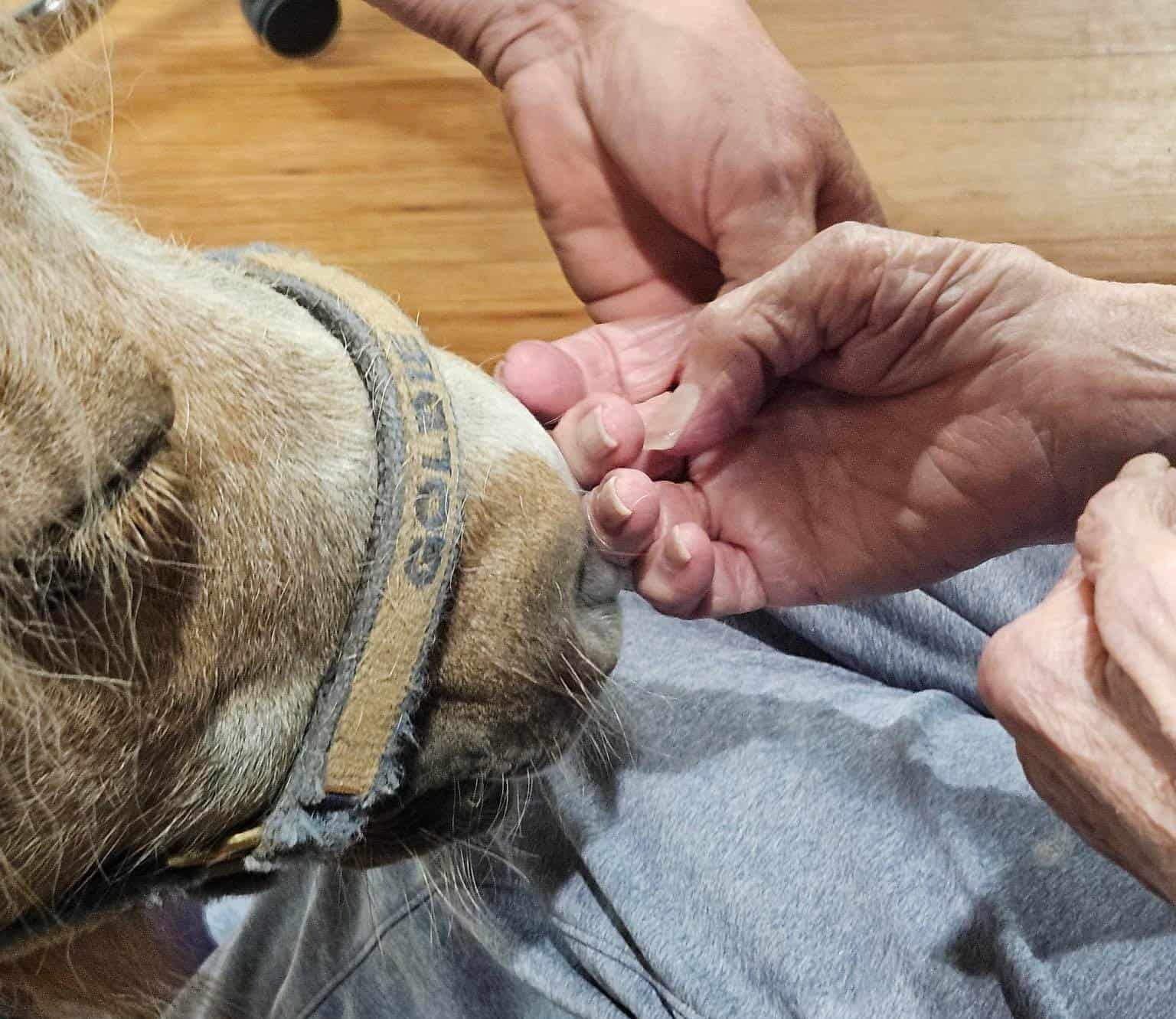 Goldie's Patience with a Beautiful Blind Lady