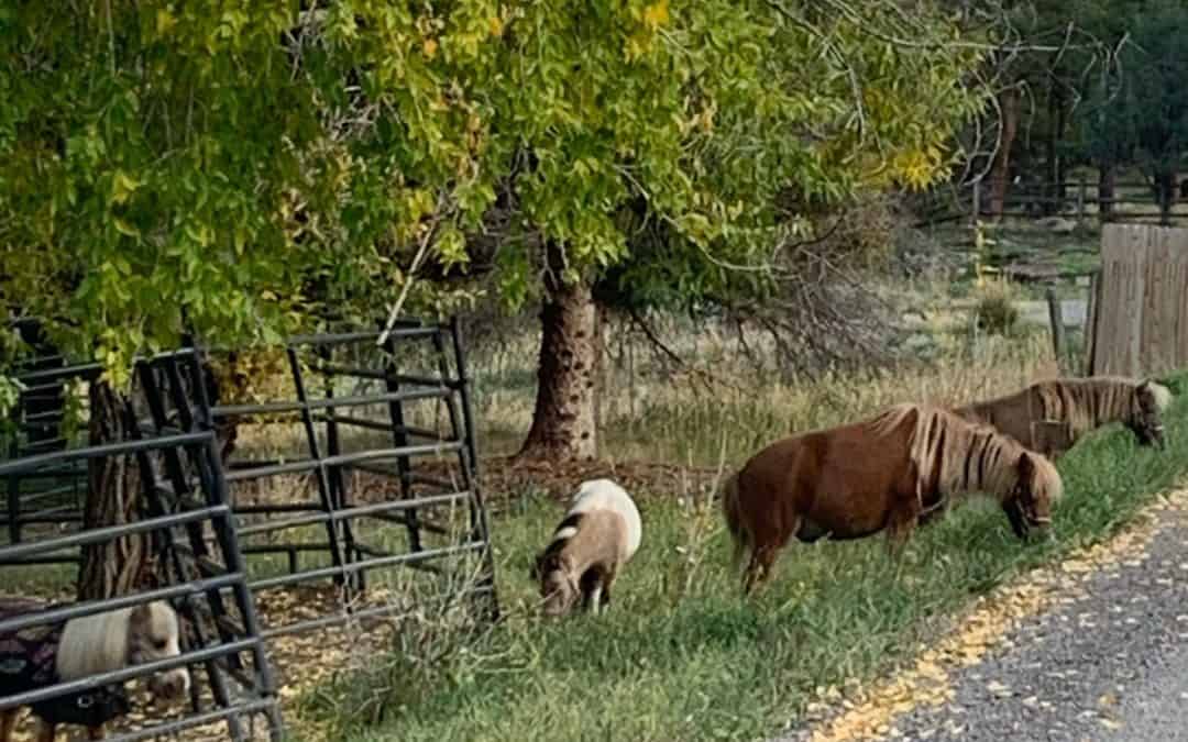horses grazing outside a fence