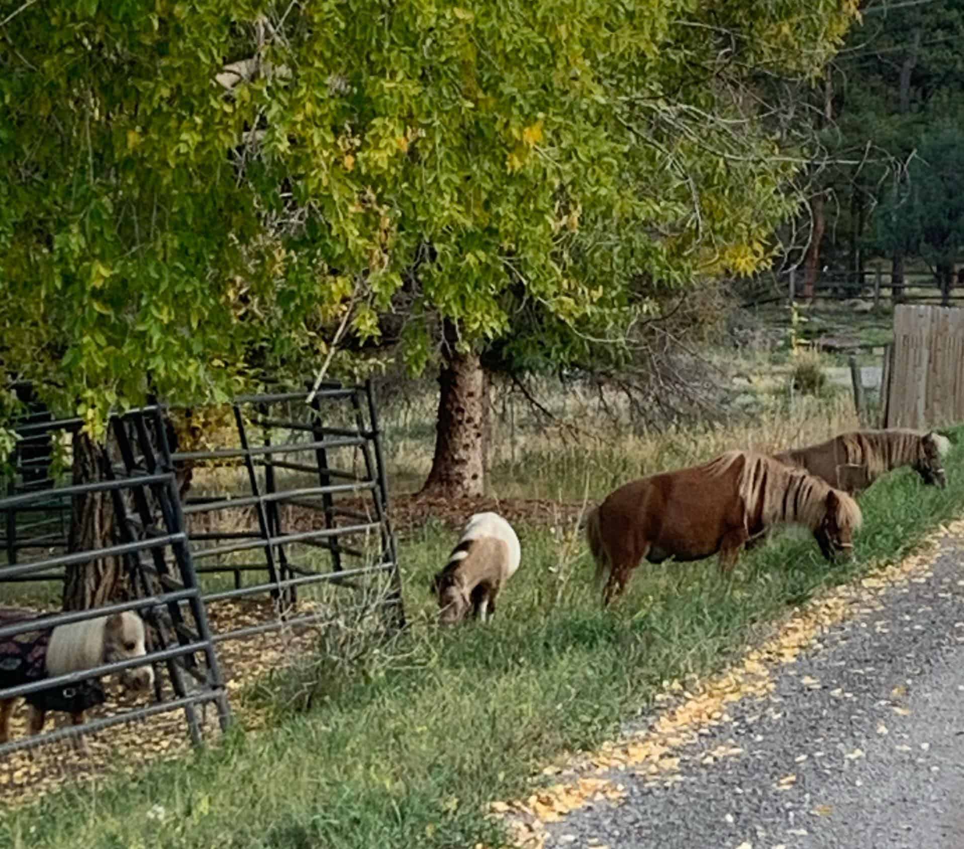 horses grazing outside a fence