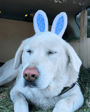 Evie, our loyal, beautiful watchdog