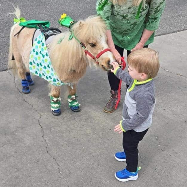 Kids Love the Mini Horses