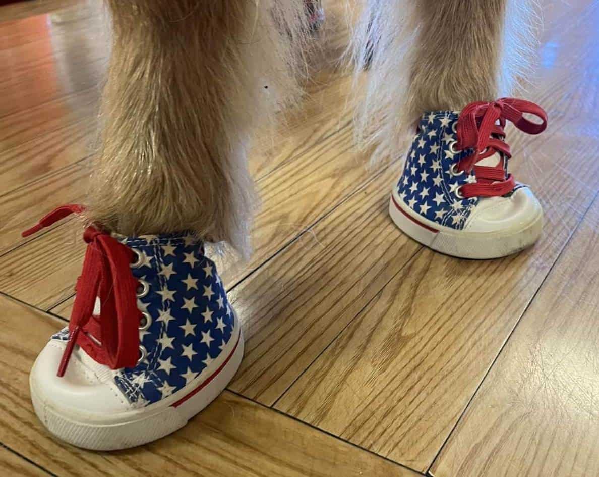 Fun shoes for Veteran's visits
