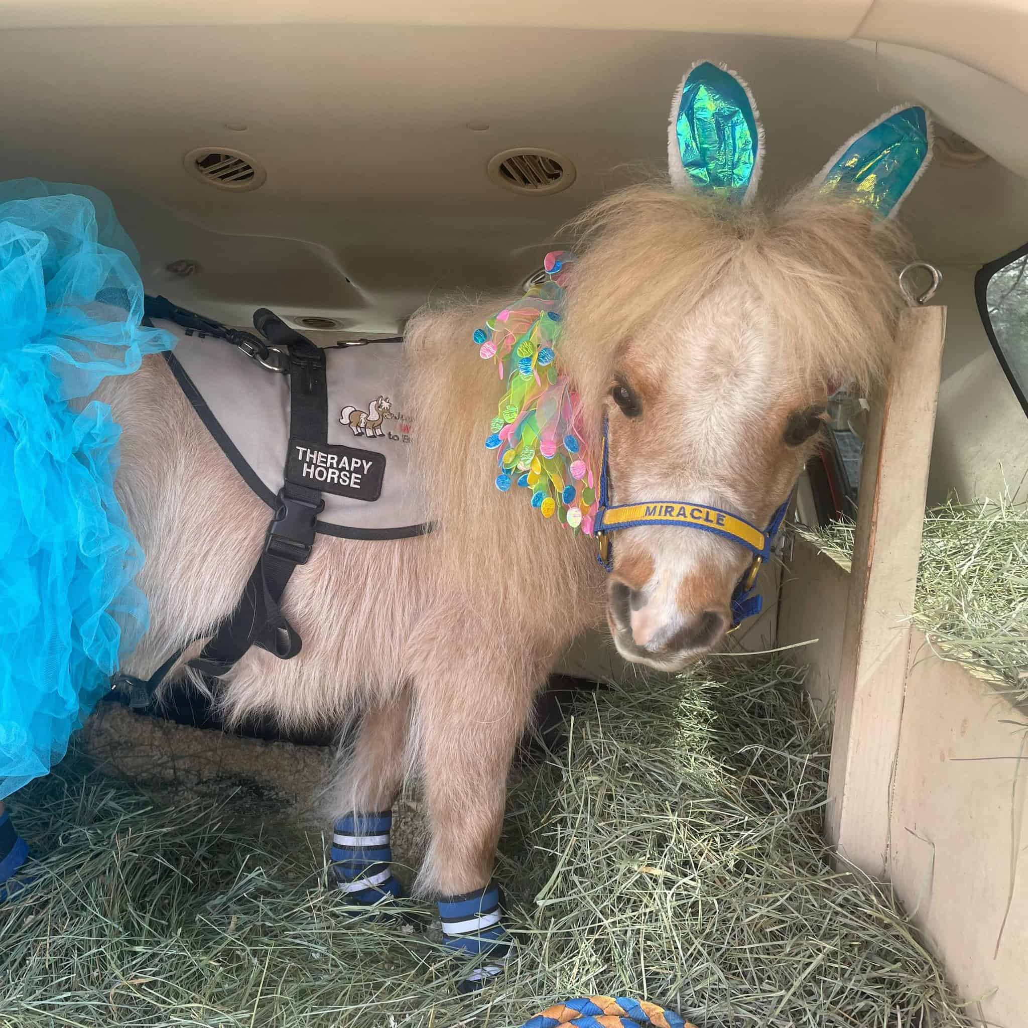 Miracle is ready to go visit folks.