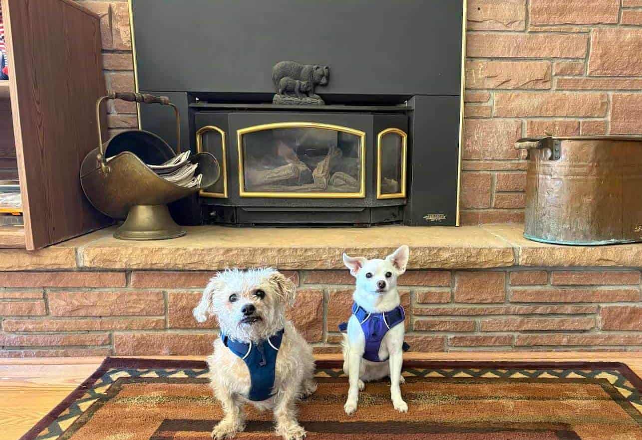 Fireplace and Dogs Fireplace and Dogs