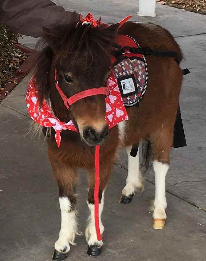 Glory Hallelujah Mini horse named Glory Hallelujah!