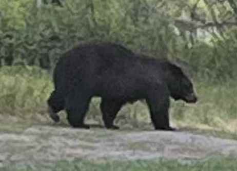 Early Morning Bear This bear was our early morning visitor one day.