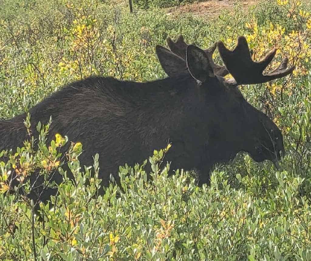 A Moose Close to the House A Moose Close to the House