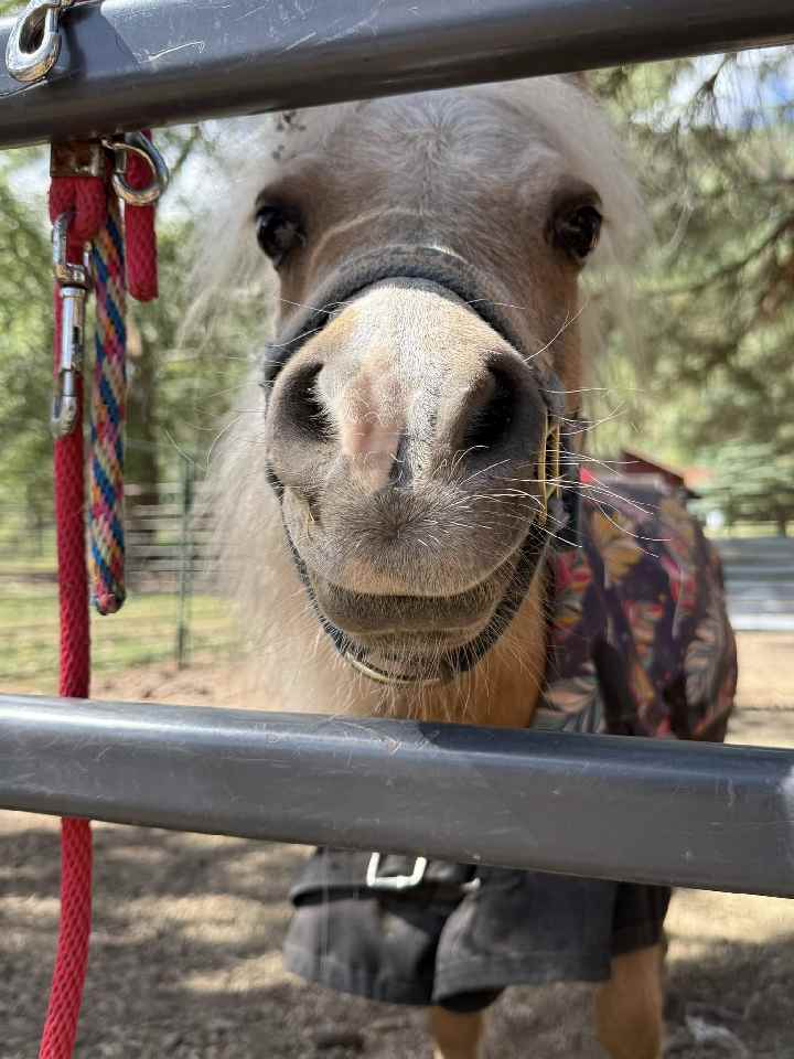 The mini horses have personality! The mini horses have personality!
