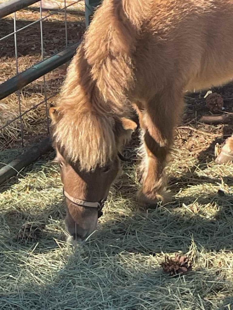 Ray of Hope mini horse Ray of Hope mini horse