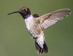 Lots of Hummingbirds Here Lots of Hummingbirds Here