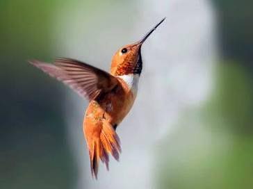 Reddish Brown Hummingbird Reddish Brown Hummingbird